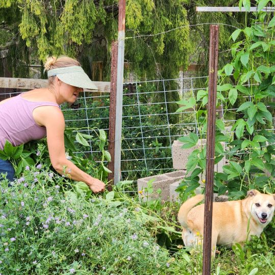 Kathy Stokes Harvesting Passionflower Cleansing and Replenishing Tea Blend Sapphire Coast NSW